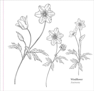 Spring Blooms Artist's Coloring Book - Shop Rust & Ruffles