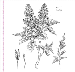 Spring Blooms Artist's Coloring Book - Shop Rust & Ruffles